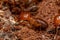 Adult Jawsnouted Termite