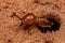 Adult Jawsnouted Termite