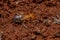 Adult Jawsnouted Termite preying on smaller termites