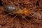 Adult Jawsnouted Termite preying on smaller termites