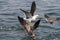 Adult and juvenile Belcher`s gulls sitting on the ocean