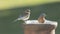 Adult and Juvenile Bluebirds resting on feeder