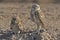 Adult and juvenile Burrowing Owl, Athene cunicularia