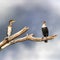 Adult and juvenile cormorants at Lake Naivasha