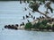 Adult and Juvenile Cormorants Perched on Bottom of Man Made Rookery