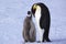 Adult and juvenile Emperor penguins on ice, Weddell Sea, Antarctica