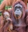 Adult and Juvenile Orangutan