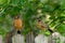 Adult and juvenile Robin sitting on a cedar fence