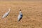 Adult & Juvenile Sarus Crane