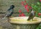 Adult and juvenile starling on a birdbath