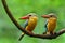 Adult and Juvenile of Stork-billed Kingfisher, lovely brown bird