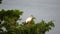 An Adult and Juvenile White Ibis in the Tree