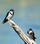 Adult and juvenile White-throated swallows Hirundo albigularis, Marievale Nature Reserve, Gauteng, South Africa.