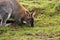 Adult Kangaroo Eating Grass.