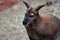 Adult kangaroo Macropod, sitting and watching