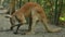 The adult kangaroo is sitting and cleaning his foot and legs