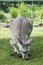 Adult kangaroo sniffing the grass