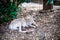 An adult kangaroo was stiting alone in an Australian zoo