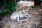 An adult kangaroo was stiting alone in an Australian zoo