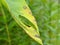 Adult Katydid On A Leaf 1