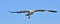 Adult Kelp gull Larus dominicanus in flight.