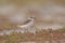 An adult Kentish plover Charadrius alexandrinus foraging in the desert on the island of Cape verde