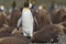 Adult King Penguin amongst chicks in the Falkland Island