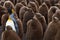 Adult King Penguin Stands of from the Crowd in a Creche