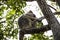 Adult koala sleeping in the treetop