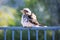 An adult Kookaburra sitting on a fence in the sunshine after going for swim