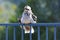 An adult Kookaburra sitting on a fence in the sunshine after going for swim