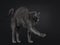 Adult Korat cat on black background