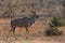 Adult kudu bull