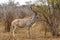 Adult Kudu Feeding