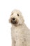 Adult labradoodle sitting looking at the camera isolated on a white background with space for text