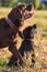 Adult Labrador and cute Labrador puppy,tongues sticking out, sitting on the grass and looking up