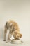 Adult labrador eating dog food. Studio shot and white background.