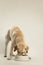 Adult labrador eating dog food. Studio shot and white background.