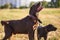 Adult Labrador Retriever, and cute Labrador puppy taking a walk together