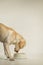 Adult labrador retriever looking at bowl waiting for food