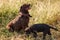 Adult Labrador and small Labrador puppy together for a walk