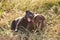 An adult Labrador and a small puppy lie next to each other on the grass