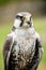 Adult laggar falcon - Falco jugger