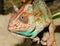 Adult large color chameleon closeup