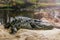 Adult large crocodile basks in the sun. Dangerous reptiles