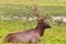 An adult large male maral lies on the grass and rests. Its horns are stained with earth. Breeding marals on farm