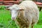 Adult large sheep eats green bush in the pasture