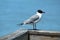 Adult laughing gull on pier