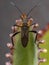 Adult Leaf-footed Bug
