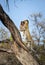 Adult leopard climbing up a tree carrying its prey in Savuti Okavango Delta in Botswana
